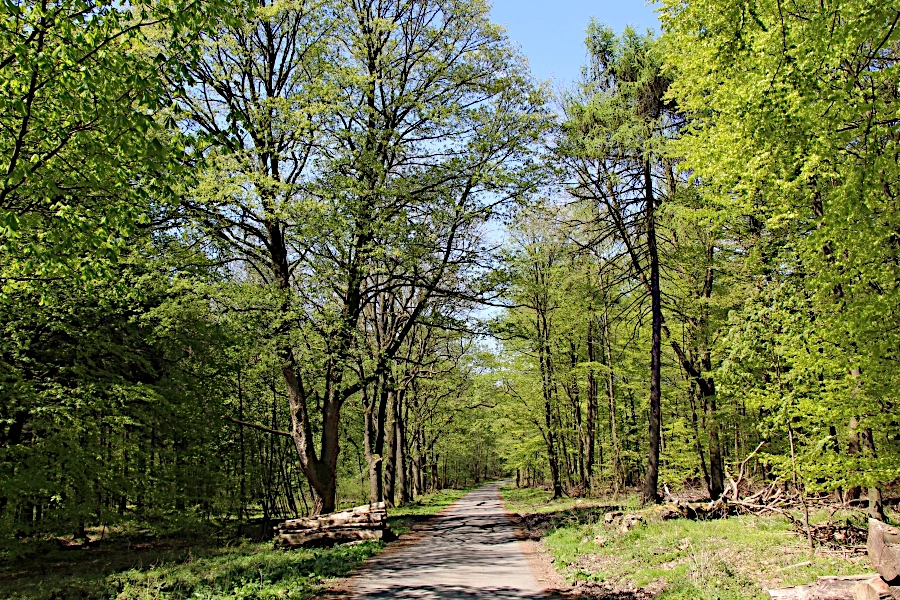 Der Kammweg im Deister