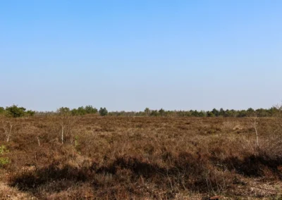 Das Tote Moor