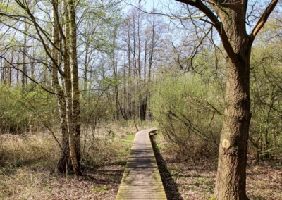 Steg durch das Unterholz