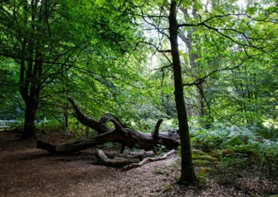 Am Anfang der Wege durch den Urwald