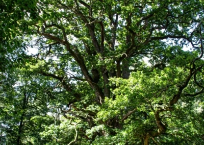 Der Höhepunkt des Weges