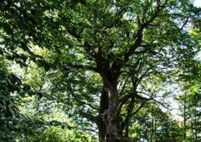 Die Rapp-Eiche gehört zu den noch am besten erhaltenen Eichen im Urwald
