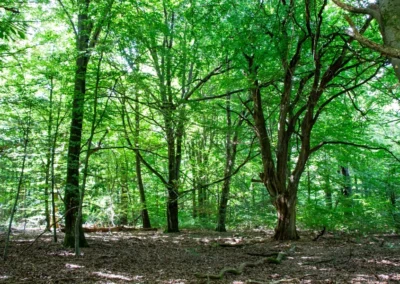 Mitten im Wald
