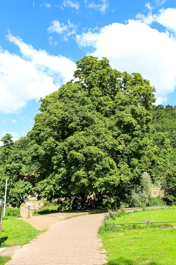 die-kastanie-am-weserstein Die Kastanie am Weserstein