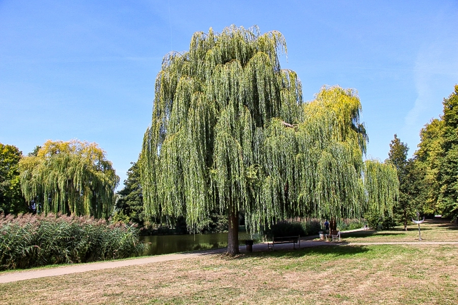 die-wallanlagen-von-gardelegen Die Wallanlagen gehörten früher zur Stadtbefestigung
