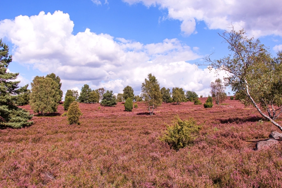 heidebluete-am-wilseder-berg Heideblüte am Wilseder Berg