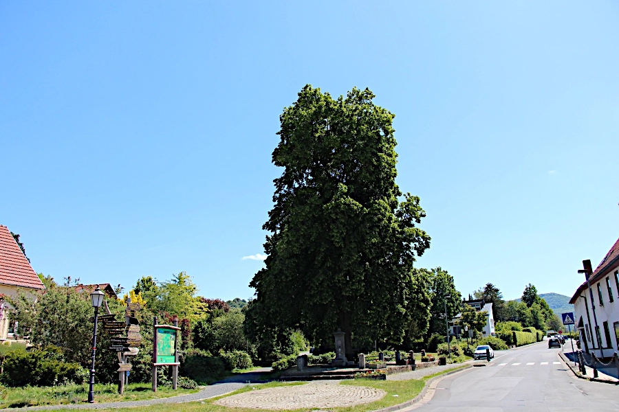 lindenbaum-allendorf Die Linde am Brunnen vor dem Tore
