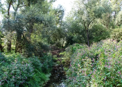 Dschungel in der südlichen Leineaue