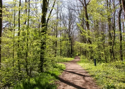 Durch den Misburger Wald