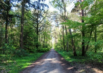 Einer der Hauptwege durch den Forst