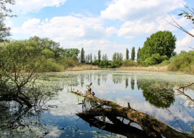 Einer der vielen Teiche in der südlichen Leineaue