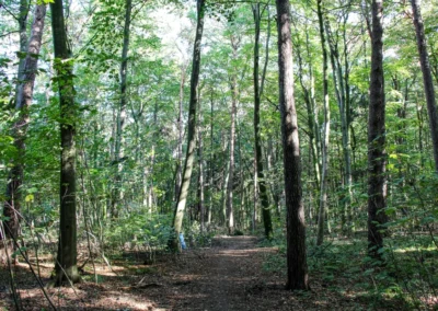 Der Weg geht weiter durch den Forst Heidehaus in Richtung Schwarze Heide