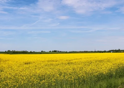 Rapsfeld hinter Anderten