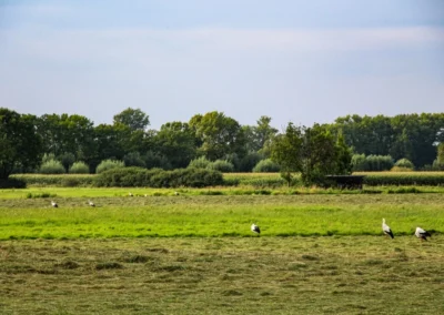 Störche auf einem frisch gemähten Feld