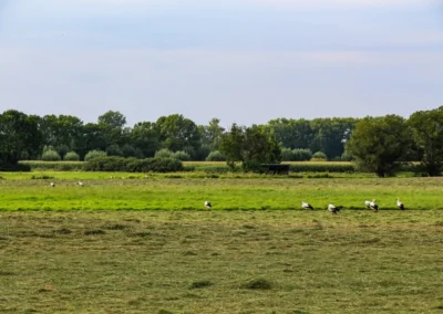 Störche auf einem frisch gemähten Feld
