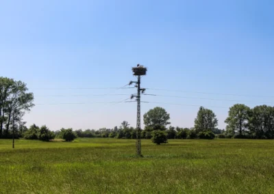 Storchennest bei Grasdorf