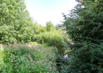 Uferbewachsung der Leine