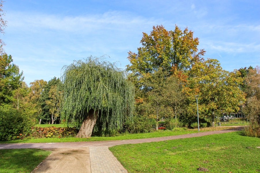 baeume-im-kurpark Neben der Blütenpracht sind die Bäume besonders schön