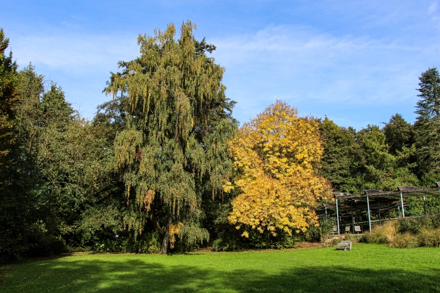 herbststimmung-im-kurpark Mittelpunkt des Kurortes ist der schöne und weitläufige Kurpark